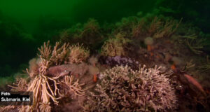 Fehmarnbelt-Tunnel – auf Kosten der Natur